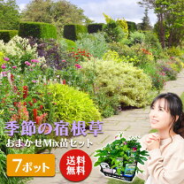 楽天市場】初心者 セット（花の苗物｜苗物）：ガーデニング・農業<花 