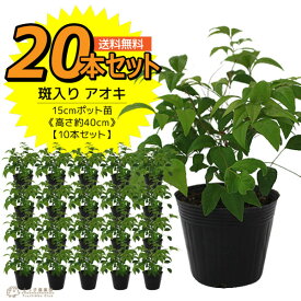楽天市場 オタフクナンテン セットの通販