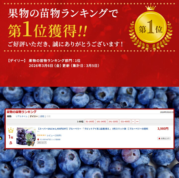 楽天市場】ブルーベリー 『 ラビットアイ系 2品種 植え 』 8号スリット 