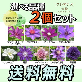 楽天市場 苗物 種類 植物 クレマチス アスター ガーデニング 農業 花 ガーデン Diy の通販 楽天市場 苗物 種類 植物 クレマチス アスター ガーデニング 農業 花 ガーデン Diy の通販