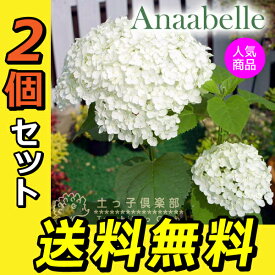 楽天市場 アナベル 苗の通販