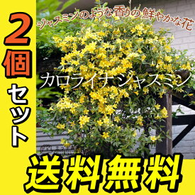 楽天市場 ジャスミン 苗の通販