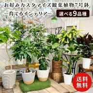 お好みカスタマイズ 観葉植物 7号鉢【選べる9品種】～育てるインテリア～（受け皿プレゼント）パキラ ウ…