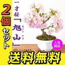桜盆栽 一才桜 『 旭山 ( あさひやま ) 』 【 送料無料 】 【 2個セット 】 ≪ 花芽付き ≫