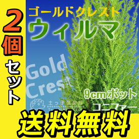 楽天市場 ゴールドクレスト 植木 ガーデニング 農業 花 ガーデン Diyの通販
