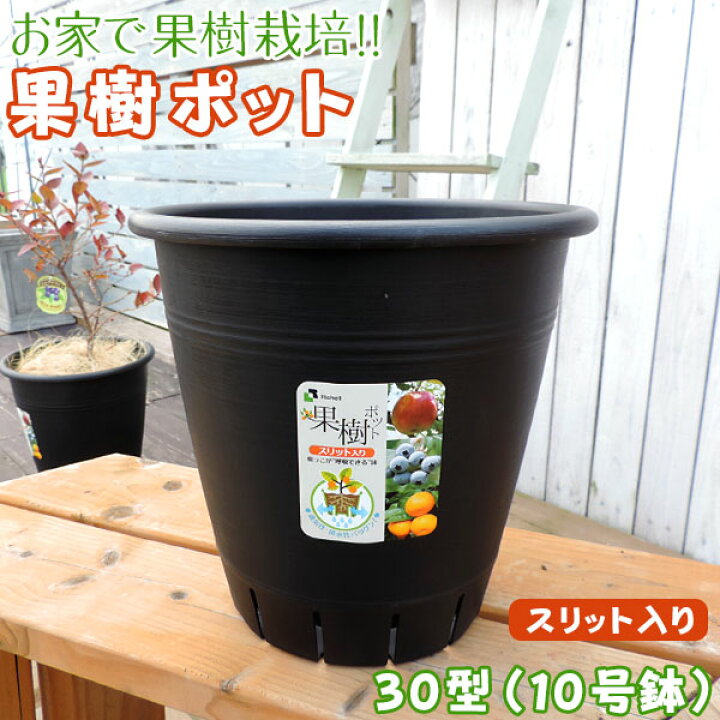 楽天市場 楽天スーパーsale 特価 植木鉢 果樹ポット 10号鉢 30型 黒 スリット入り 花と緑の専門店 土っ子倶楽部 楽天市場 楽天スーパーsale 特価 植木鉢 果樹ポット 10号鉢 30型 黒 スリット入り 花と緑の専門店 土っ子倶楽部