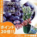 <スーパーセール ポイント20倍!>《実付き!!》ブルーベリー 苗木『ラビットアイ系 2品種植え』 (3年生) 8号スリット鉢 【肥料プレゼント!】