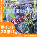 <スーパーセール ポイント20倍!>《実付き!!》ブルーベリー 『サザンハイブッシュ系 2品種植え』 (3年生) 8号スリット鉢 【専用肥料プレゼント!】
