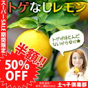 【楽天スーパーSALE 半額商品!】トゲなしレモン 18cmポット接ぎ木苗
