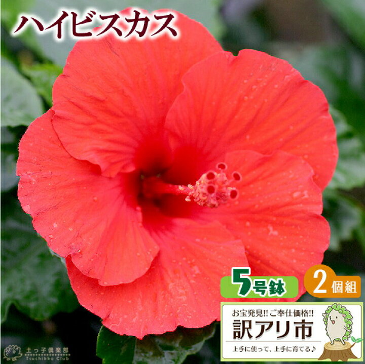 楽天市場 訳あり 在庫処分 ハイビスカス 5号鉢 2品種セット 花と緑の専門店 土っ子倶楽部
