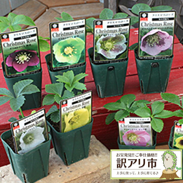 楽天市場 訳あり 在庫処分 クリスマスローズ 7 5cmポット 9cmポット苗 2色セット 花と緑の専門店 土っ子倶楽部