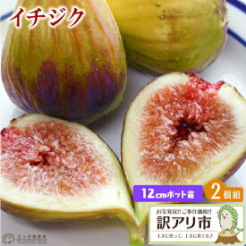 楽天市場 イチジク 苗の通販