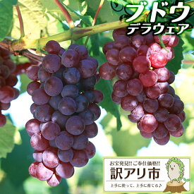 楽天市場 デラウェア 訳ありの通販