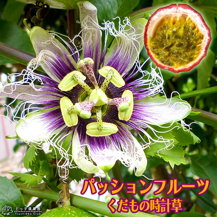 楽天市場 パッションフルーツ くだもの時計草 10 5cmポット 2個セット 花と緑の専門店 土っ子倶楽部