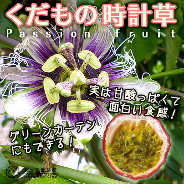 楽天市場 パッションフルーツ くだもの時計草 10 5cmポット 2個セット 花と緑の専門店 土っ子倶楽部
