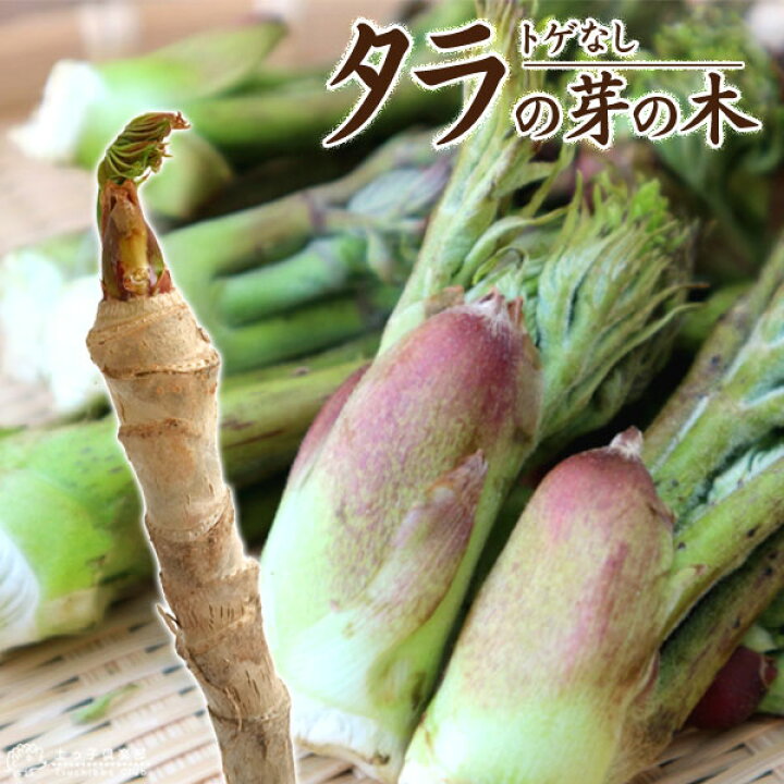 楽天市場 トゲなし タラの芽の木 12cm 4号 ポット 花と緑の専門店 土っ子倶楽部