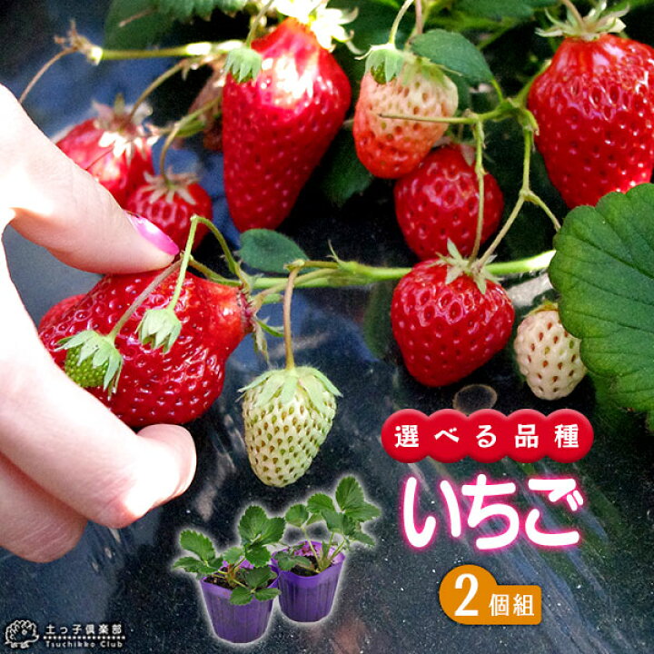 楽天市場】イチゴ （ いちご苗 ） 9cmポット苗 【 2個セット 