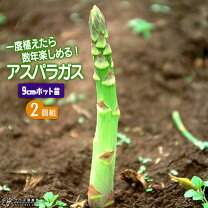 楽天市場】アスパラガス 苗 2年生の通販