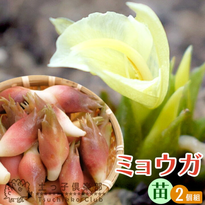 楽天市場 ミョウガ 9cmポット苗 2個セット 花と緑の専門店 土っ子倶楽部