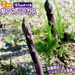 紫アスパラガス苗 10.5cmポット苗 （2年生） 【2個セット】 【送料無料】