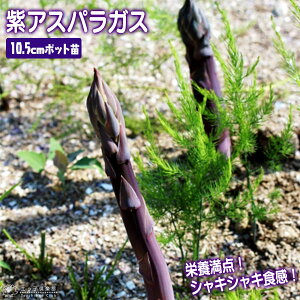紫アスパラガス苗 10.5cmポット苗 （2年生）
