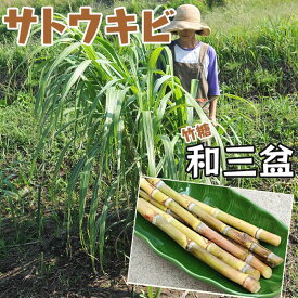 楽天市場 サトウキビ 苗の通販 楽天市場 サトウキビ 苗の通販