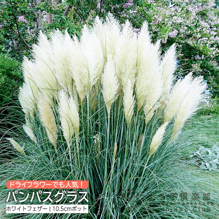 楽天市場】パンパスグラス ホワイトフェザー （ 白花 ） 10.5cmポット 