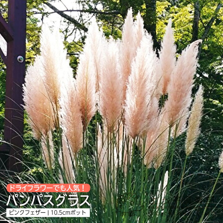 楽天市場】パンパスグラス ピンクフェザー （ ピンク花 ） 10.5cm  
