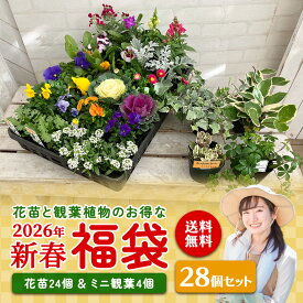 福袋 2026年 花苗 と 観葉植物 のお得な 福袋 「 花苗24個 ＆ ミニ観葉4個 」 28個セット♪【 送料無料 】