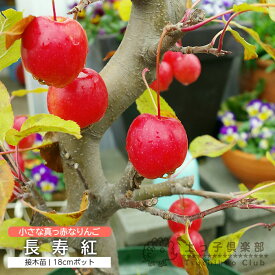 【 実付き 】 姫 りんご 長寿紅 18cm鉢植え りんご ヒメリンゴ 鉢植え 果樹 収穫 赤い コンテナ 鉢 ベランダ果樹 土っ子倶楽部