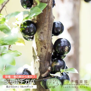 1本で成る果樹苗 ジャボチカバ 18cmポット苗木 トロピカルフルーツ 珍種