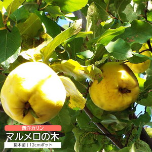 }̖ 12cm ( 4 ) |bg ڂؕc iʖF mJ j