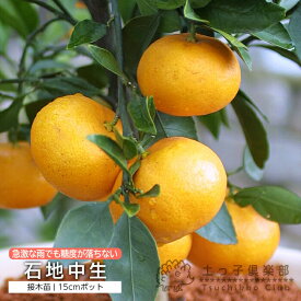温州ミカン 『 石地中生 （ イシジナカテ ） 』 15cmポット 接木苗 柑橘