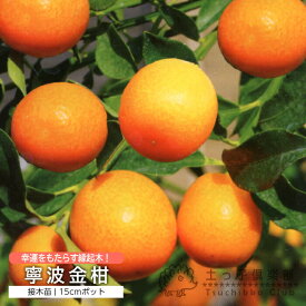 金柑 『 寧波金柑 （ ニンポウキンカン ） 』 15cmポット 接木苗 柑橘 にんぽう きんかん