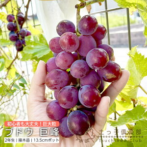 �Ԃǂ� ( �u�h�E )�w ���� ( �L���z�E ) �x 13.5cm�|�b�g 2�N�� �}�ؕc ���� �c �c�� �ʎ� �嗱 �y���q��y��
