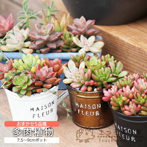 ~jI w ܂ 5iZbg x 7.5`9cm|bg s A 5Zbg t