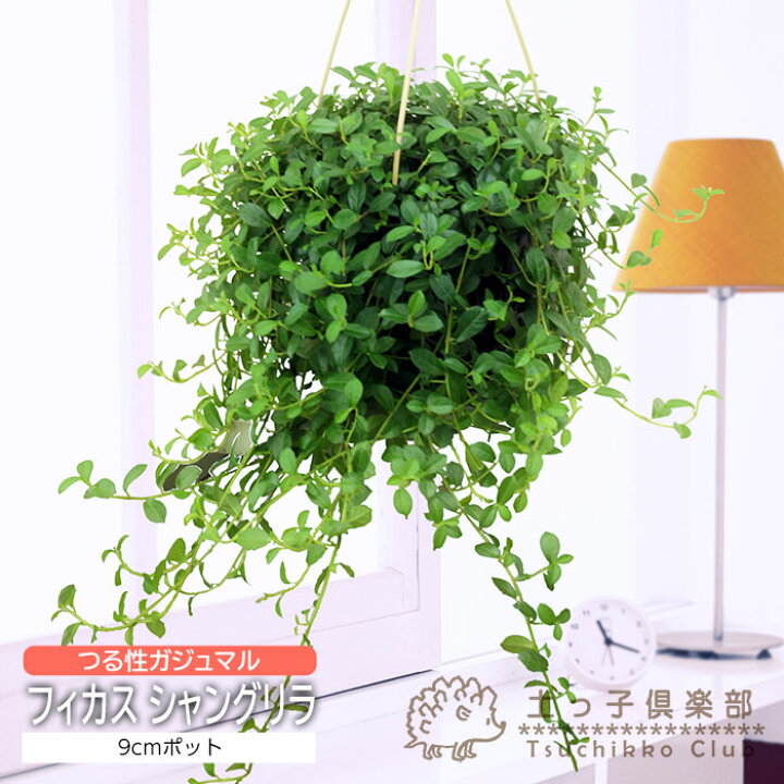 楽天市場】ミニ観葉 『 フィカス シャングリラ 』（ つる性 ガジュマル 