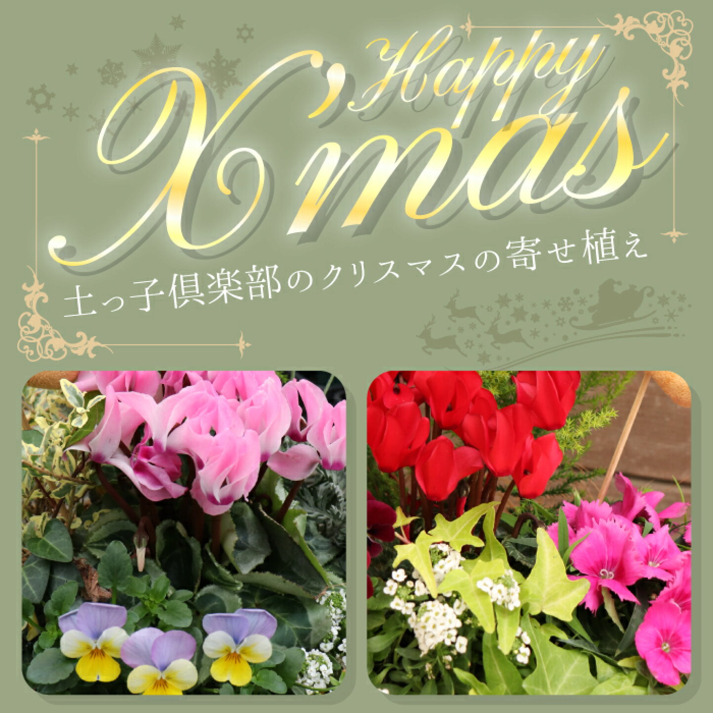 楽天市場 四季折々の植物や園芸商品をお届けしています 花と緑の専門店 土っ子倶楽部 トップページ 楽天市場 四季折々の植物や園芸商品をお届けしています 花と緑の専門店 土っ子倶楽部 トップページ