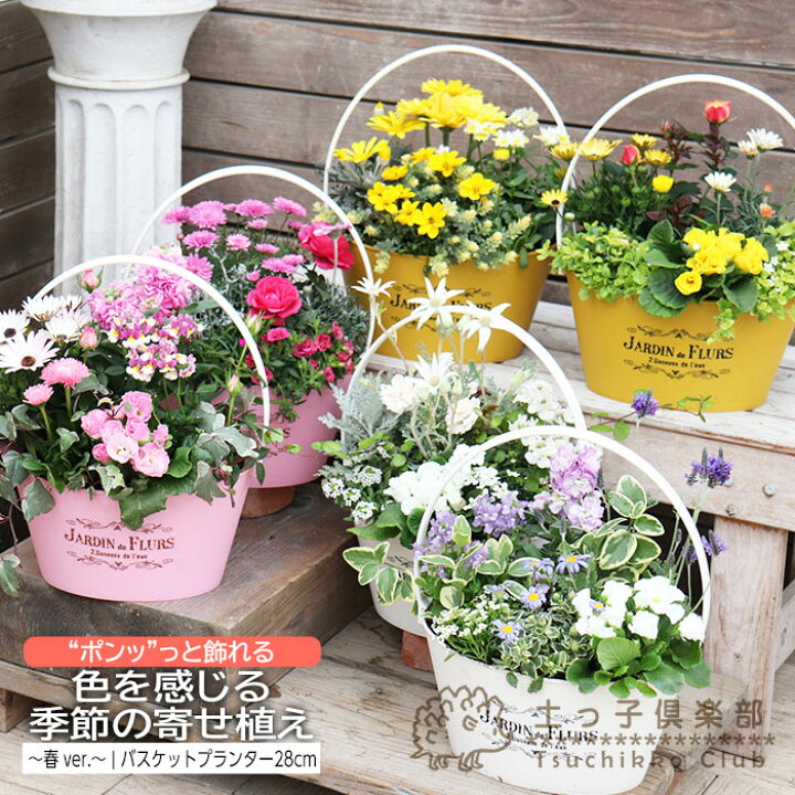 楽天市場】色を感じる 季節の寄せ植え 〜 春 ver. 〜 【 送料無料 