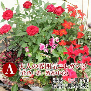 4^CvIׂ! ґȉԕc 9c Zbg  F Iׂ N h N J[[t n[u   Ԓd    v^[ 񂹐A K[fjO Ă̕c y  z yq