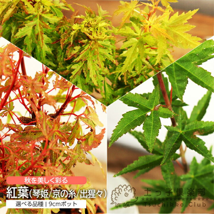 楽天市場 モミジ 紅葉 琴姫 京の糸 出猩々 デショウジョウ 9cmポット 接木苗 もみじ 選べる品種 花と緑の専門店 土っ子倶楽部
