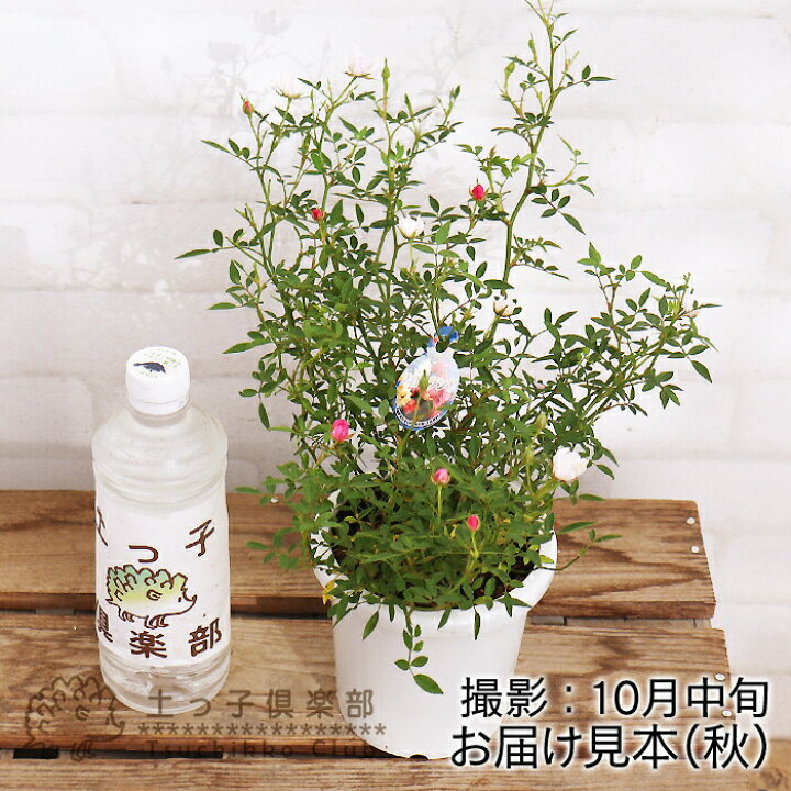 楽天市場 四季咲きミニバラ ほほえみ 12cmポット苗 花と緑の専門店 土っ子倶楽部
