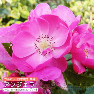co lG炫  w AWF x 2N ڂؕc i NC~O[Y j o oc KN c yqy