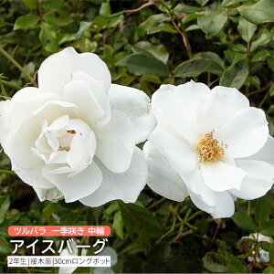 co G炫  w ACXo[O x 2N ڂؕc i NC~O[Y j o oc KN c yqy