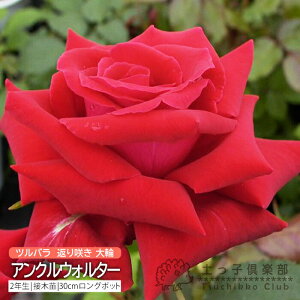 co Ԃ炫  w ANEH^[ x 2N ڂؕc i NC~O[Y j o oc KN c yqy