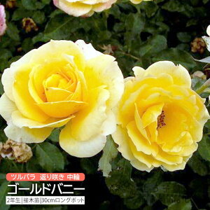 co Ԃ炫  w S[hoj[ x 2N ڂؕc i NC~O[Y j o oc KN c yqy