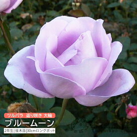 ツルバラ 返り咲き 大輪 『 ブルームーン 』 2年生 ぎ木苗 （ クライミングローズ ） バラ バラ苗 薔薇 苗木 土っ子倶楽部