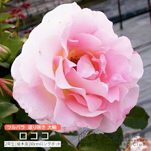 y102420g20OFFN[|Ώہz co Ԃ炫  w RR x 2N ڂؕc i NC~O[Y j o oc KN c yqy