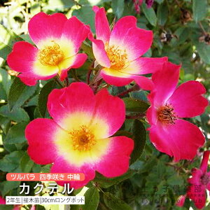 co lG炫  w JNe i RNe[ j x 2N ڂؕc i NC~O[Y j o oc KN c yqy