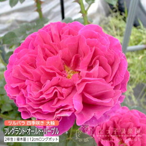 co  wtOgEI[hEp[vx 2Nڂؕc iVFu[Y 鐫j lG o oc KN c yqy